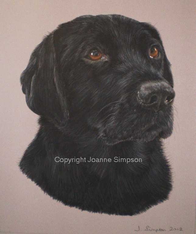 Black Labrador pet portrait  by Joanne Simpson .